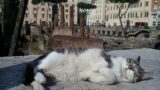 La nostra Capitale: Roma celebra la Giornata Nazionale del Gatto con un grande evento