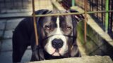 Ostia, azzannato e ferito gravemente dai suoi due pitbull: ragazzo in prognosi riservata