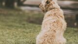 Roma, stupra la cagnolina della ex per vendetta, ma lei lo filma: “Violenza di 12 minuti”