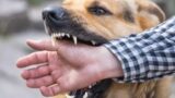 Roma, anziana azzannata da un cane, il padrone scappa e non chiama i soccorsi