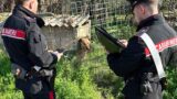 Roma, controlli a tappeto dei Carabinieri: inseguimenti da film, animali ‘incatenati’ e abbandonati