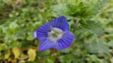 Veronica persica, che cos’è questo fiore? La leggenda raccontata da Andrea Bonifazi di Scienze Naturali