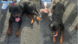 Roma, due rottweiler “in fuga” sul GRA: bloccati, salvati e… coccolati dalla polizia
