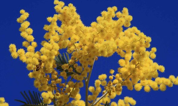Buona Festa della Donna