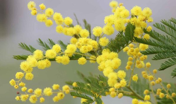 Festa della Donna 8 marzo