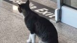 Fiumicino, 80 gatti senza cibo né cure: vietato l’accesso ai volontari, animali condannati a morire