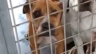 Canili di Roma, Santori (Lega) attacca il Campidoglio: “Controlli deboli e troppe zone d’ombra”