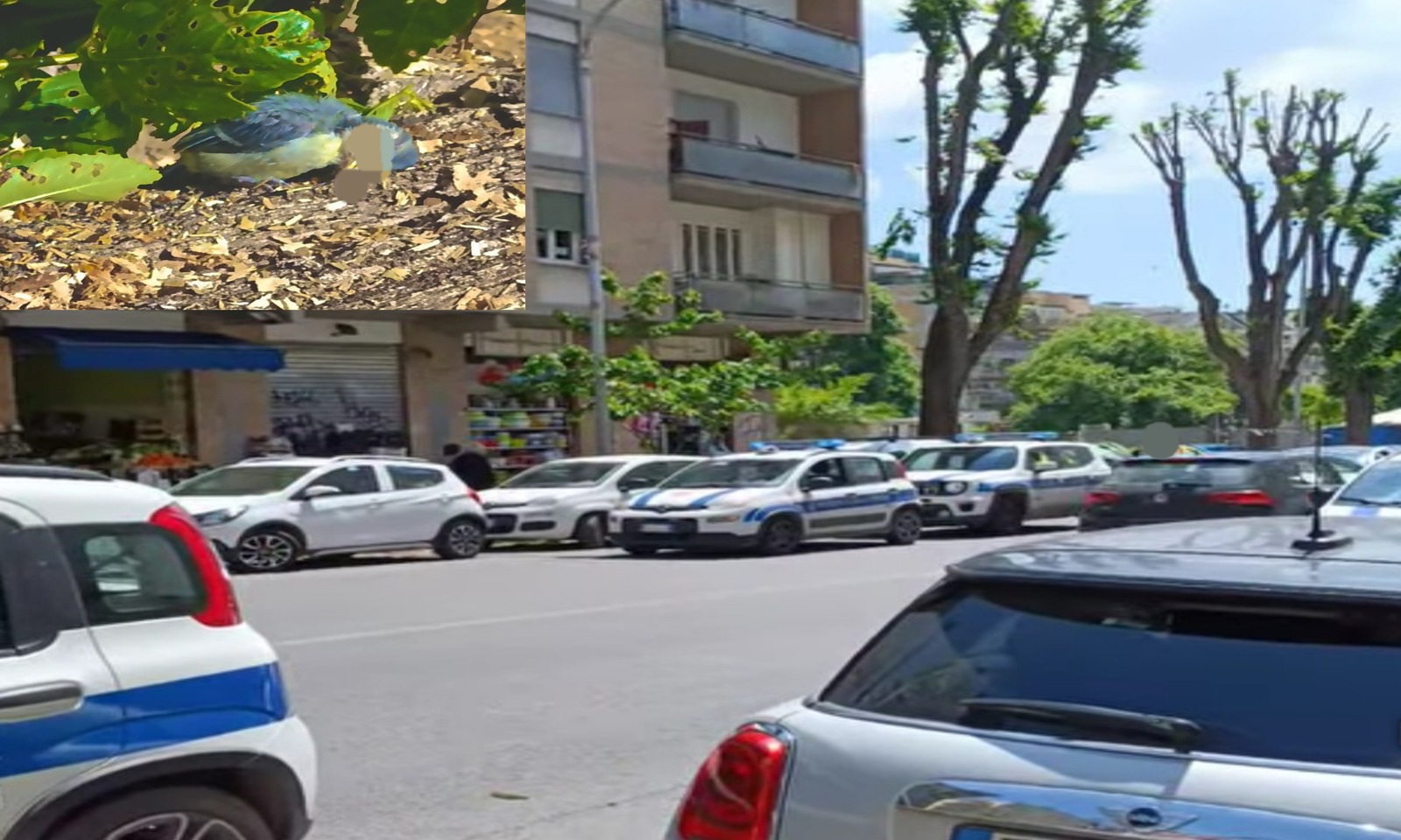 Abbattimenti di alberi in viale dei Quattro Venti a Roma
