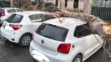 Maltempo a Roma e provincia: alberi caduti e tragedie sfiorate, più di 100 interventi in poche ore (FOTO)