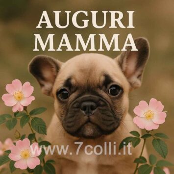 cucciolo