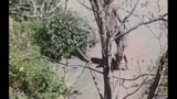 Roma, beffa all’ex Borghetto degli Artigiani: a colazione parte la bonifica, a cena tornano gli spacciatori con forni, bombole e cani (maltrattati) – VIDEO