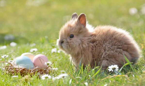 Frasi brevi per auguri Pasqua 2025