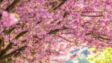 All’Orto Botanico di Roma l’appuntamento con la fioritura dei ciliegi giapponesi: tutte le info