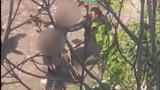 Roma, rissa a padellate e colpi di bastone dentro l’ex Borghetto degli Artigiani: erano appena andate via le autorità… (VIDEO)