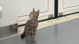 Roma, la gatta Yuna si perde sulla metro B, l’appello accorato della proprietaria: “Aiutatemi a ritrovarla”