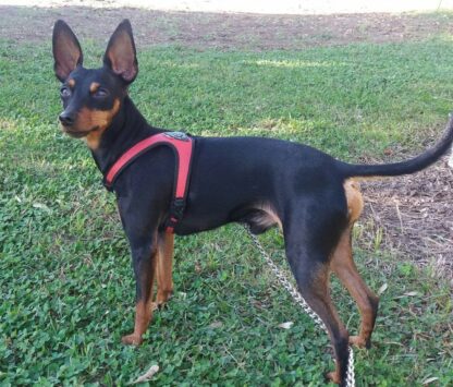 Roy, pinscher nano ucciso a Cisterna di Latina da un pit bull lasciato libero