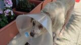 Cane maltrattato e denutrito, come fare per adottare Bobby: ‘Ha bisogno di tanto amore’