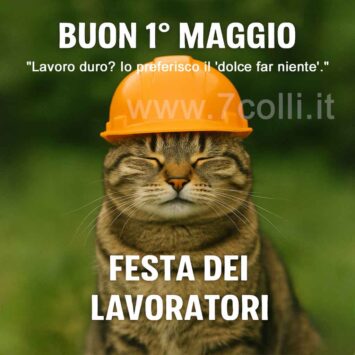 buon 1 maggio gatto lavoro duro