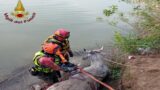 Dragona, una mucca precipita nel Tevere: il salvataggio (FOTO)