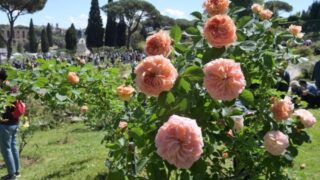 Riapre in anticipo il roseto Comunale di Roma, tutte le informazioni