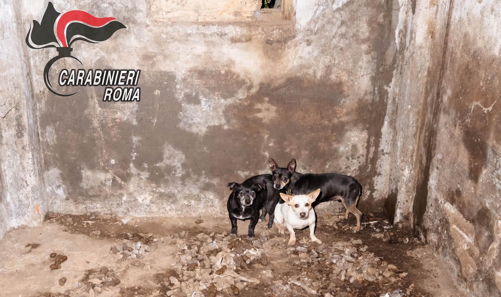 Cagnolini