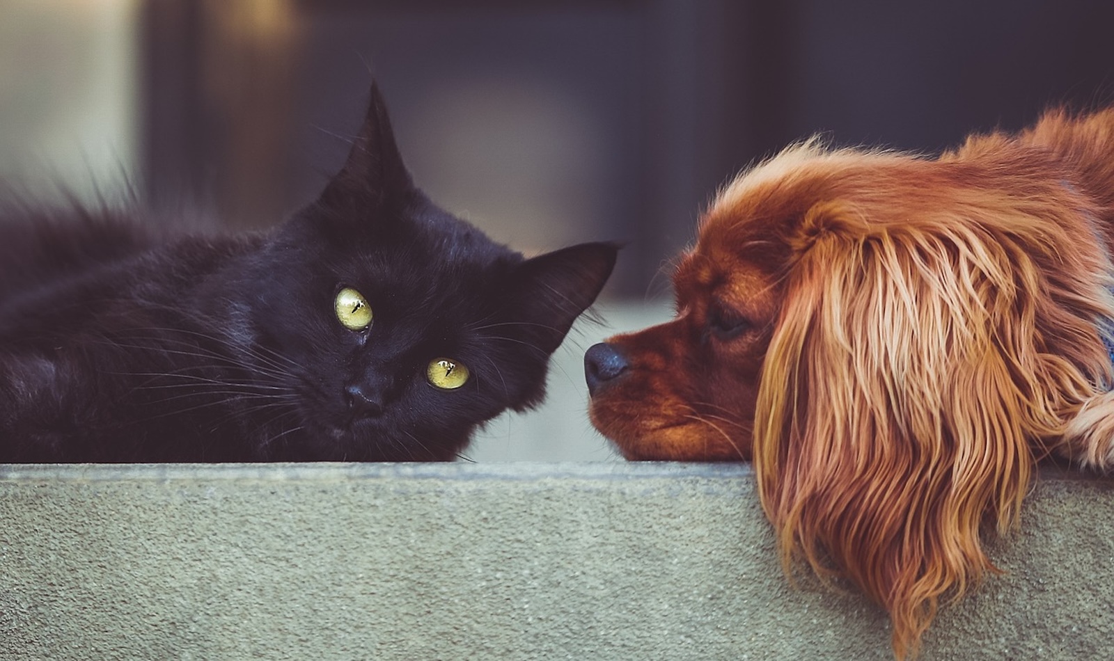 Cane e gatto