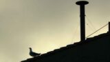 Conclave: il vero protagonista? Il gabbiano del comignolo della Sistina