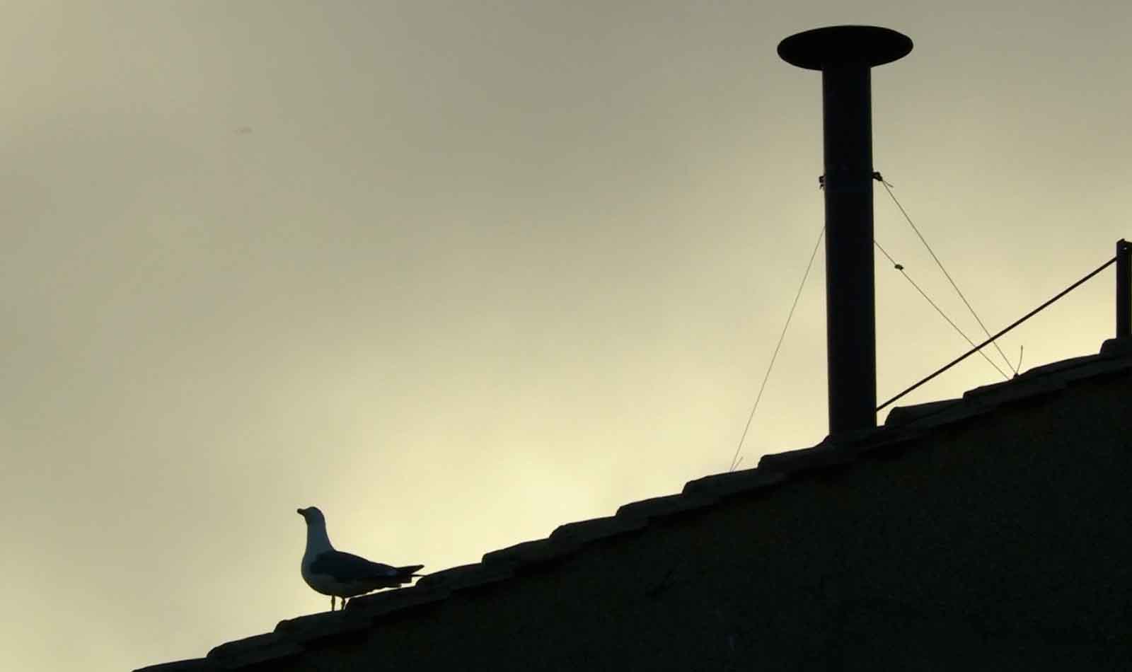Conclave a Roma, gabbiano sulla Cappella Sistina