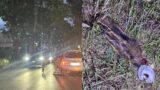 Orrore su via Nomentana a Fonte Nuova: cucciolo di cinghiale ucciso a calci da un automobilista