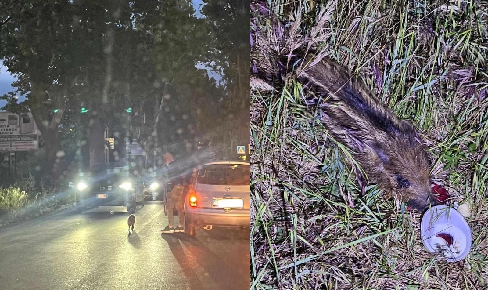 Cucciolo di cinghiale ucciso a Fonte Nuova