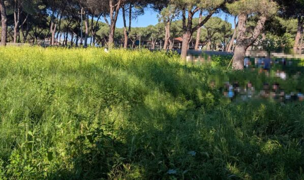 picnic erba alta