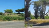 Roma, dalla Serpentara a Vigne Nuove sterpaglie alte quasi 2 metri: “Siamo abbandonati, rischio incendi concreto” (FOTO)