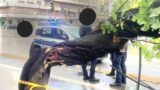 Roma, crolla un albero su via Tuscolana a Giulio Agricola: 10 minuti di pioggia e va tutto in tilt