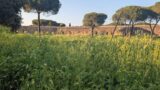 Roma, il Parco degli Acquedotti affoga nell’erba alta: biodiversità o abbandono?