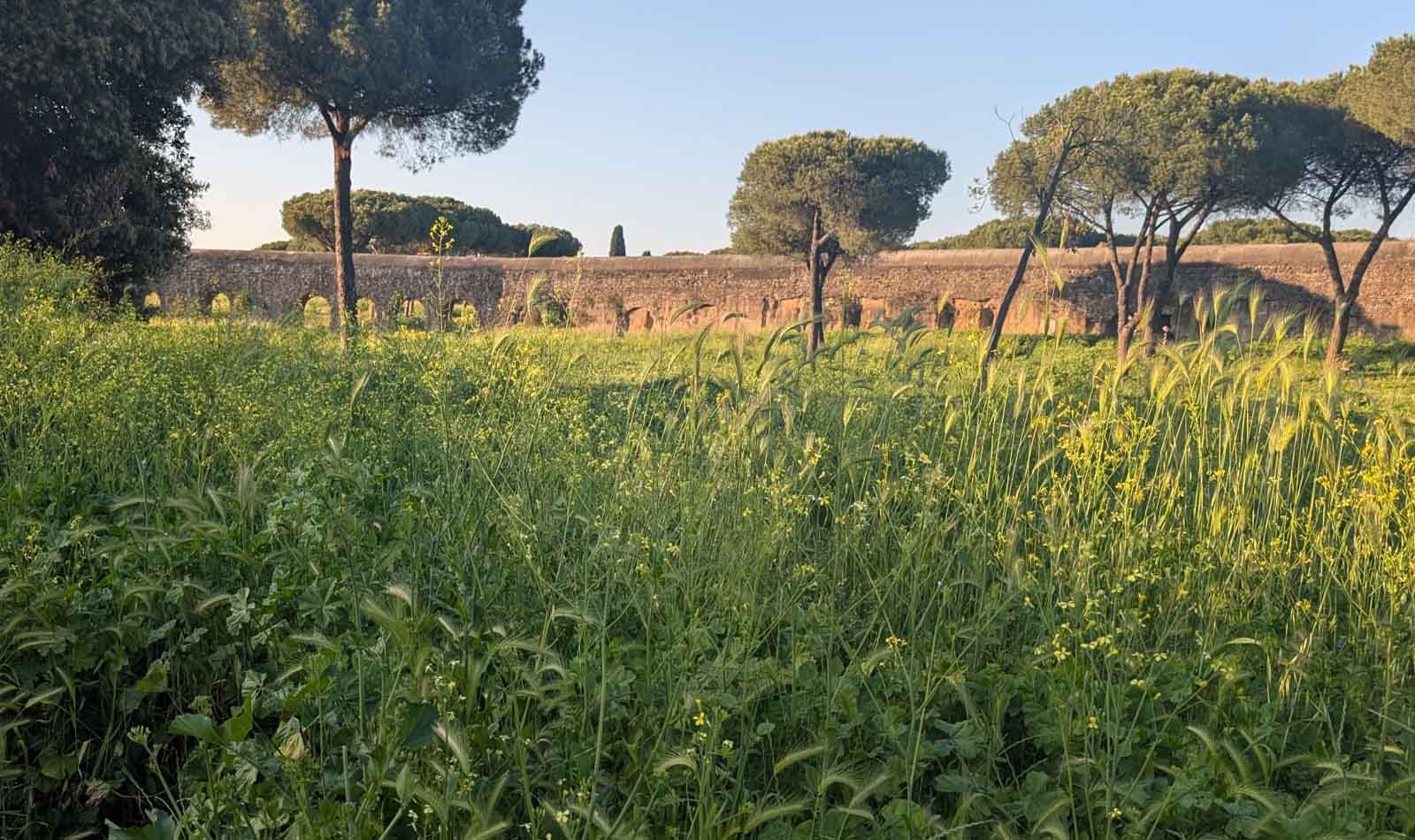 Roma, il Parco degli Acquedotti immerso nell'erba alta