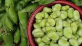 Le sagre a Roma e dintorni sabato 3 e domenica 4 maggio 2025: tutti gli eventi del weekend