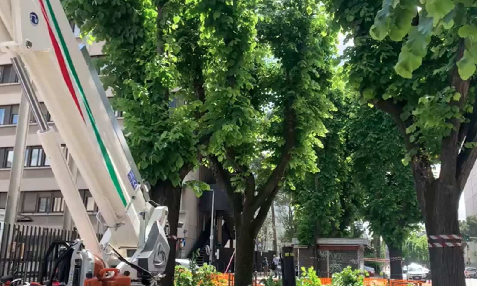 Tagli alberi viale Europa Eur