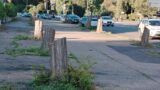 Roma, abbattimenti indiscriminati degli alberi: serve un piano serio per la gestione del verde urbano