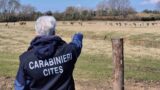 Latina, scoperto maxi-allevamento illegale di cervi e daini: sequestrati 130 animali selvatici