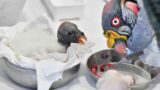 Roma, nato raro avvoltoio papa al Bioparco: schiusa proprio il giorno dell’elezione di Papa Leone XIV