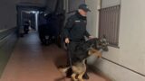 Roma, maxi operazione antidroga all’alba: vendite all’ingrosso online, 11 arresti