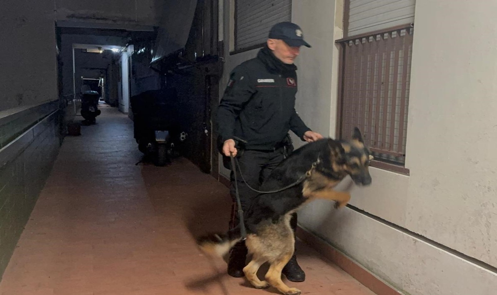 Carabinieri cinofili