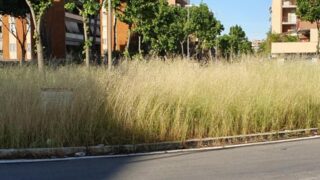 Roma, città verde… di incuria: tra margherite e sterpaglie, la Capitale sembra una giungla