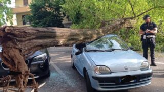 Roma, albero crolla su auto in sosta sulla circonvallazione Appia: paura ma nessun ferito