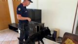 Cocaina nascosta nello stereo: cane antidroga scopre 400 grammi a Cesano di Roma