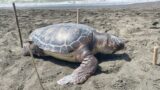 Ladispoli, rinvenuta in spiaggia Caretta Caretta: indagini per capire se ci sia una schiusa sulla spiaggia