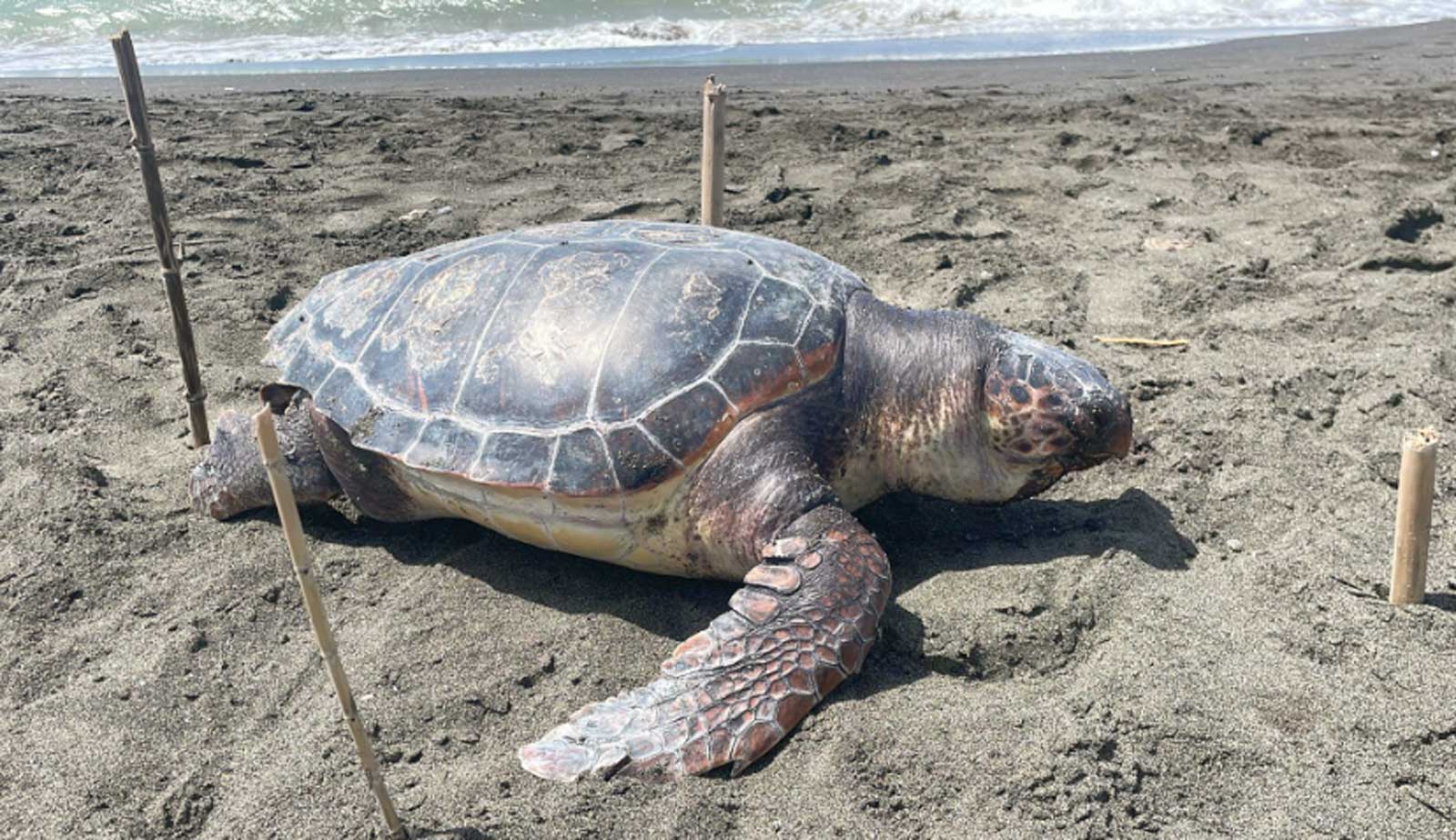 Ladispoli, la Carette Caretta ritrovata morta