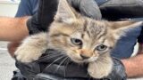 Roma, gattino si nasconde nel vano motore di un’auto: salvato e subito adottato dalla proprietaria del veicolo