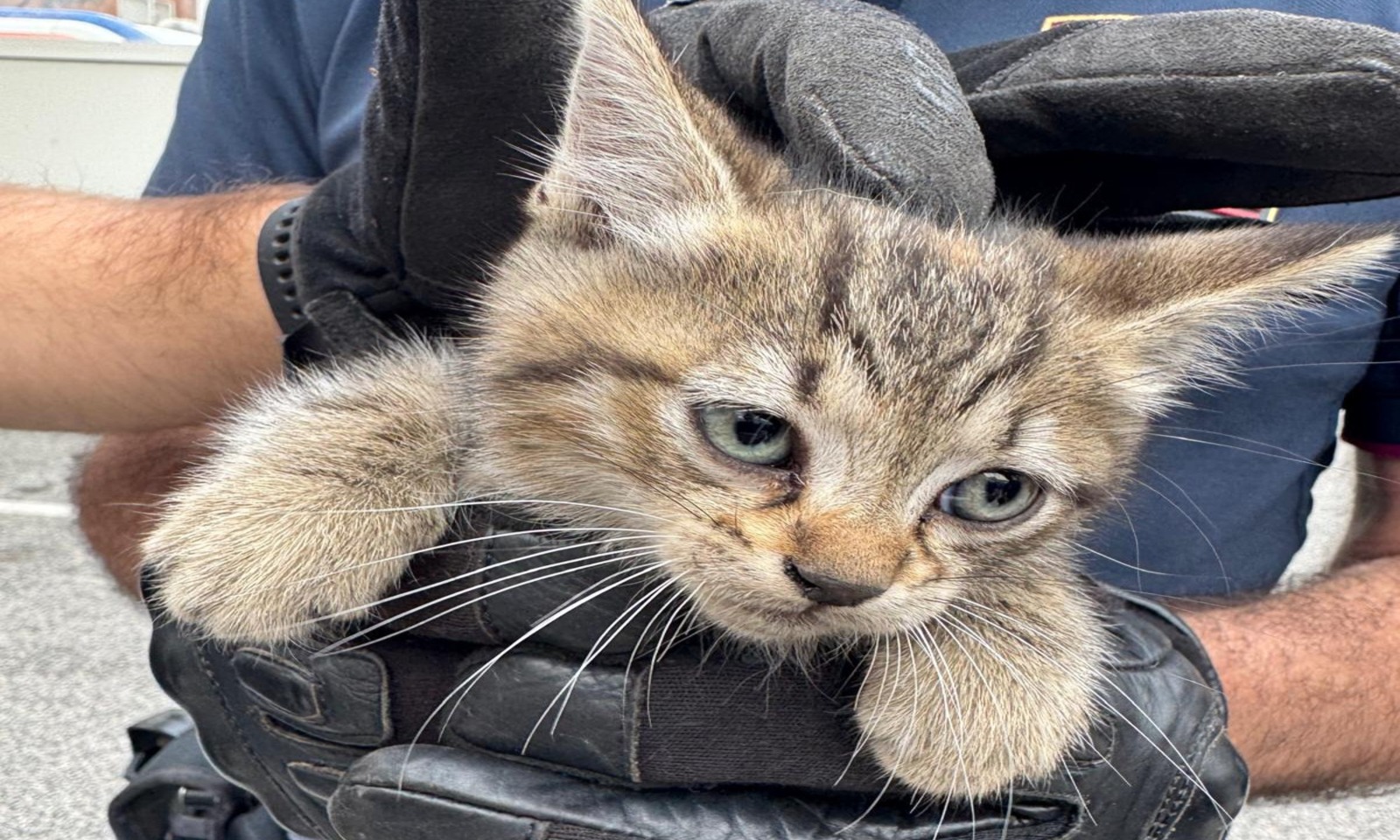 Micio in un motore a Roma