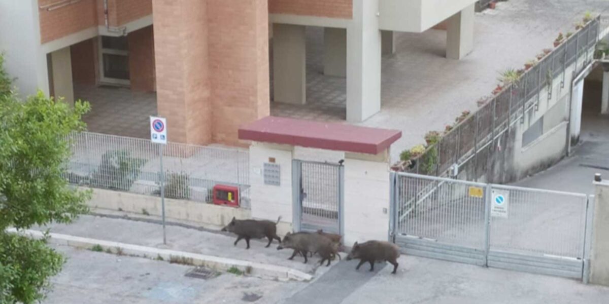 Pomezia, cinghiali in via Cincinnato